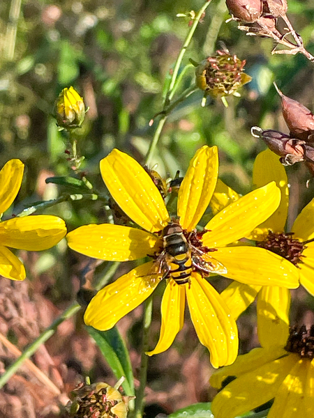 The Bloom and the Bee