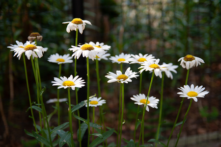 Oxeye Daisy