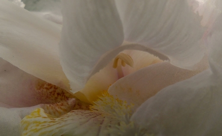 White Iris revealed