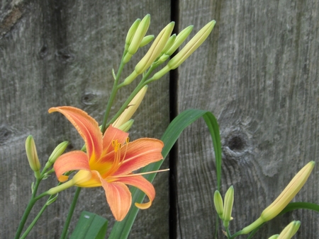 New lily, old barn