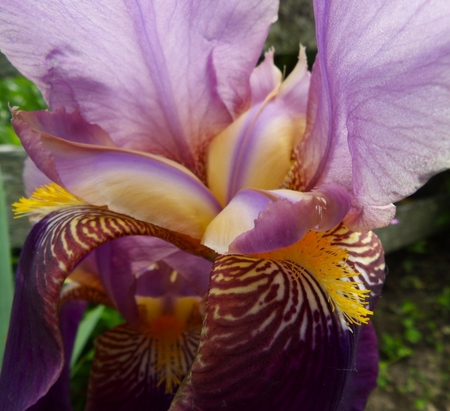 Purple Iris