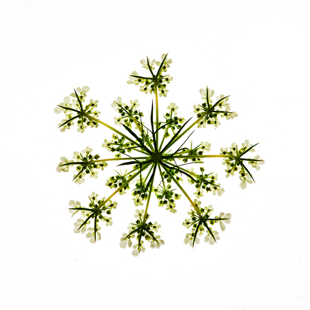 Queen Anne's Lace Understory Kaleidoscope