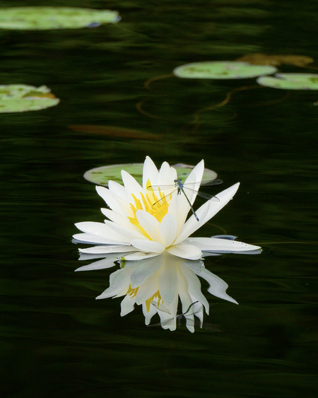 Dragonfly on Waterlily