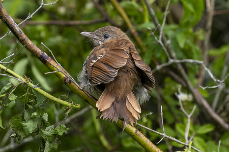 Brown Thrasher