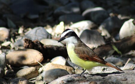 Tale of a Great Kiskadee