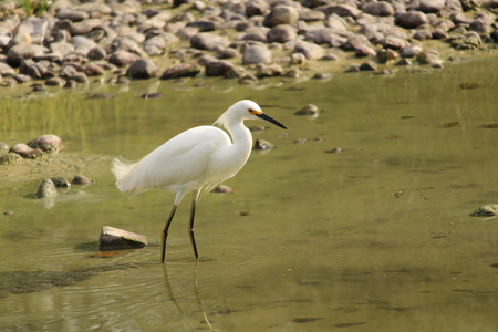 South Texas Snowy Egret