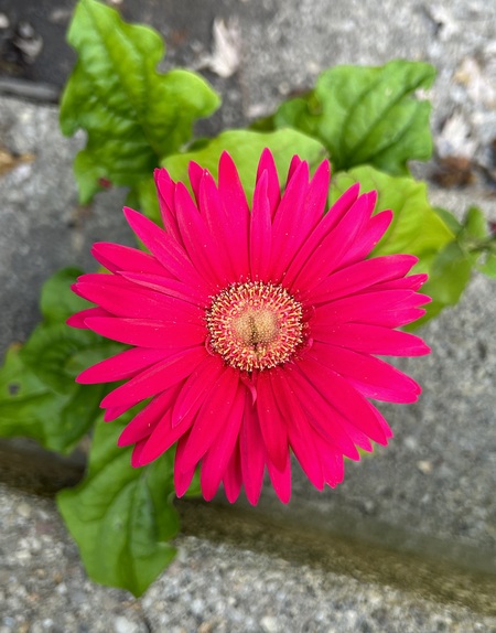 Daisy in Pink