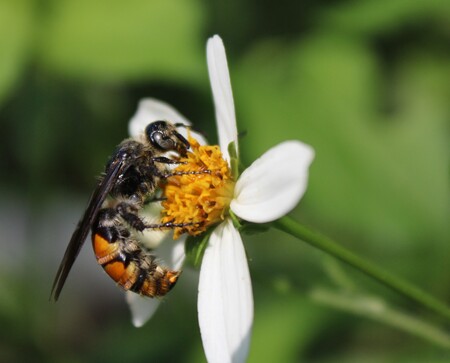 Bee-utiful Little Bloom