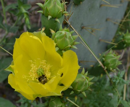 Thorny Spider Nap