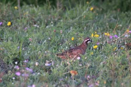 Quail Run with Bob White
