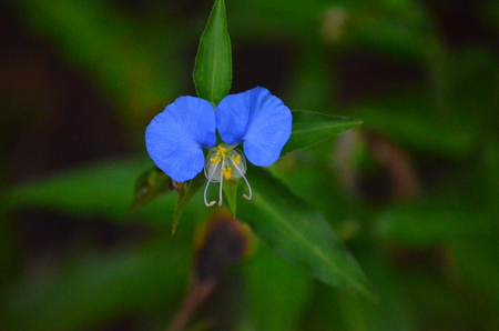 Spiderworts