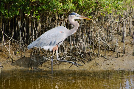 Great Blue Heron