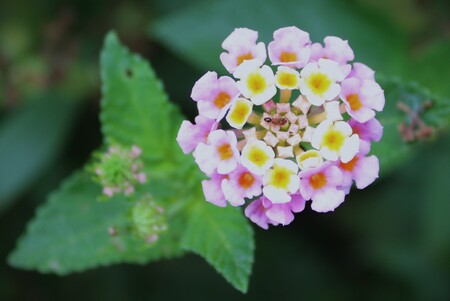 Napping in a Native Lantana