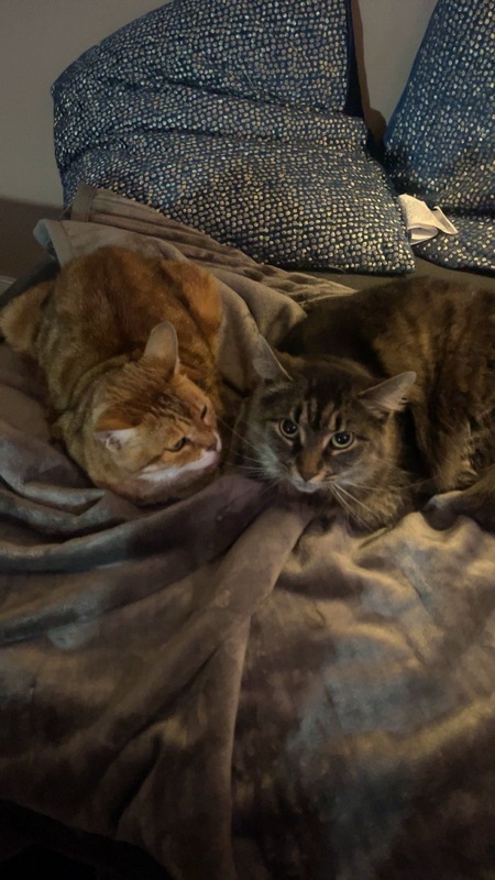 Yoko and Nala 