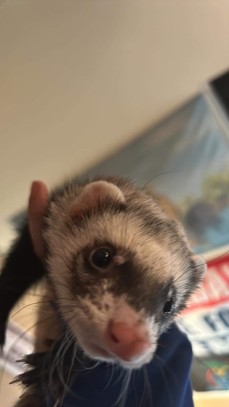 Finnegan