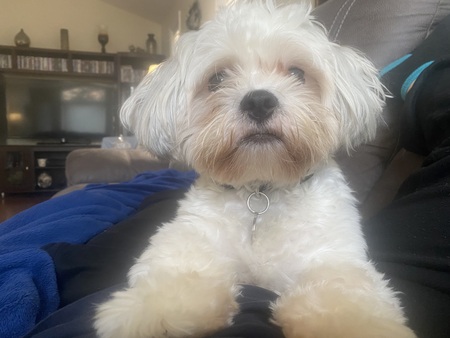 Arlo