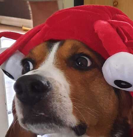Cooper