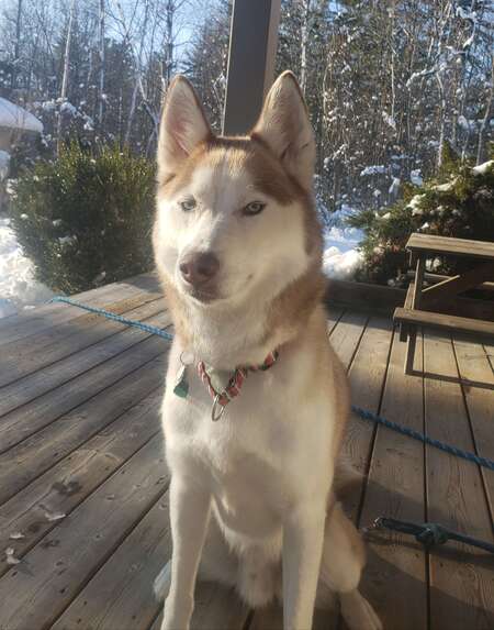 Loki