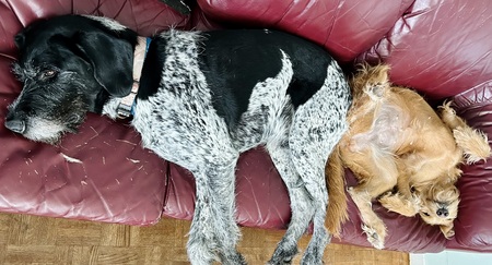 Ash and Hazel