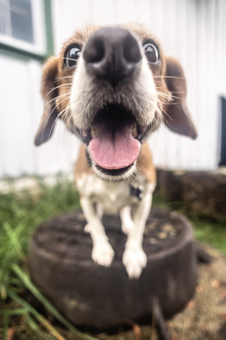 Daisy