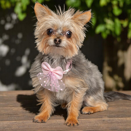 Tinkerbell