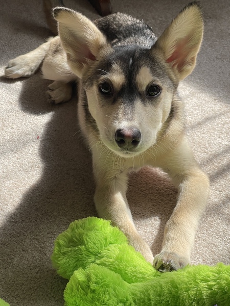 Pepper