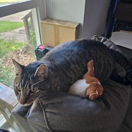 Hunny and Duster