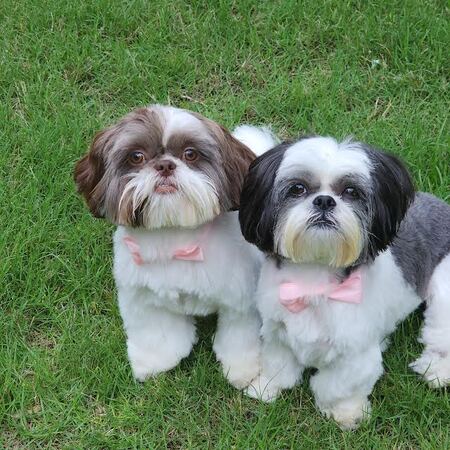 Mocha & Bailey