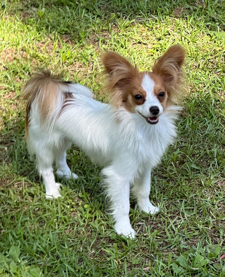 Zeus 