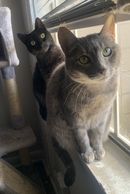 Artemis and Tacca