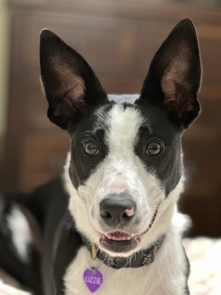 Lizzie Lou