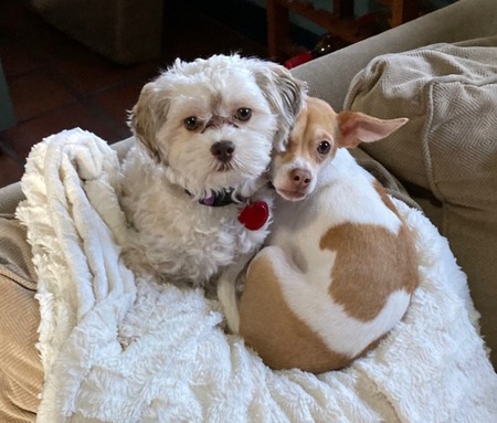 June Bug and Canela  