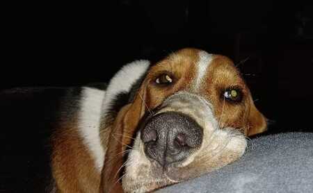 Lady Penelope (Nellie)