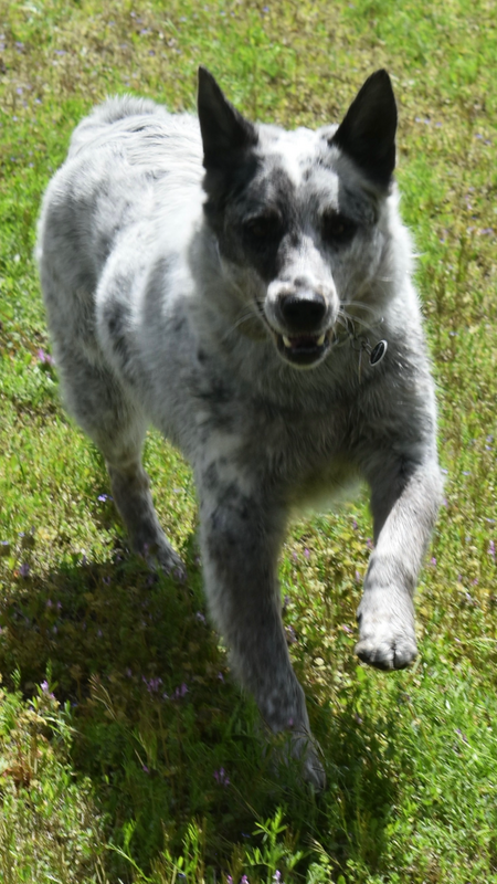 Trixie