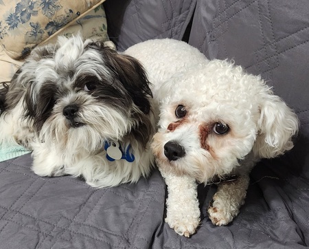 Charlie & Buddy