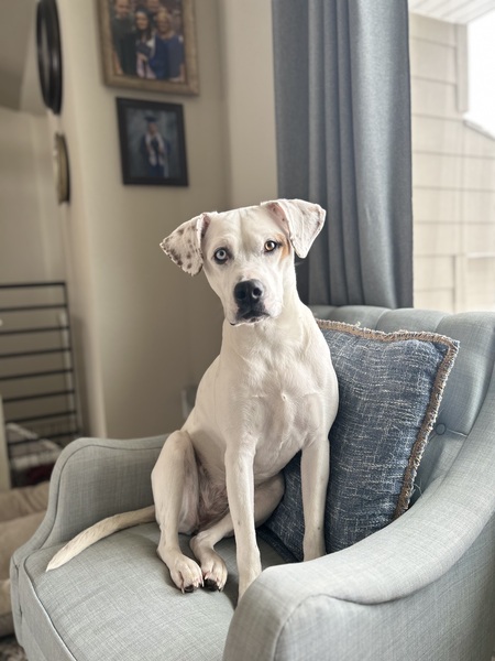 Frankie