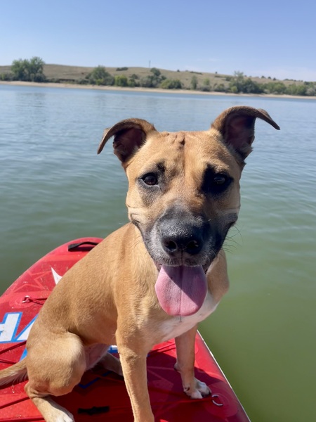 Stella 