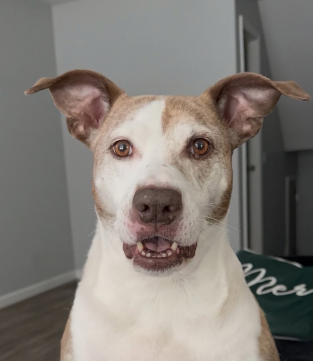 Nova