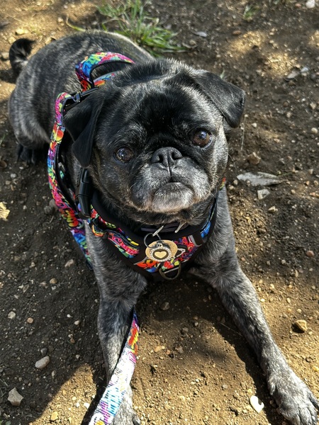Bugsy