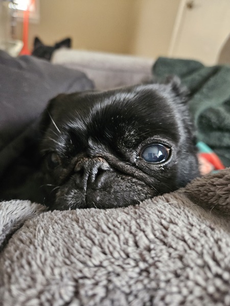Ayla