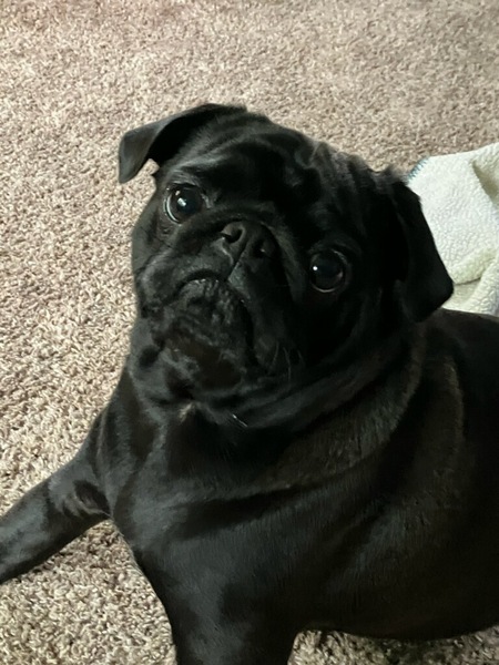 Bernard
