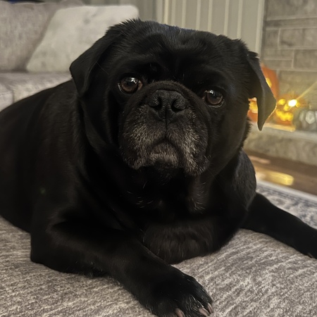 Boris