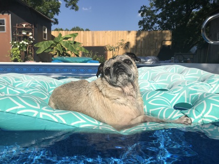 Pugsley Ulysses 