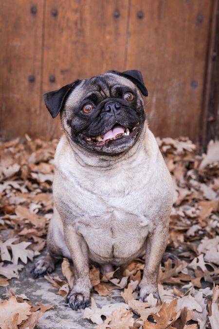 PugsLee 