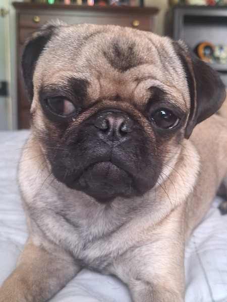 Peanut