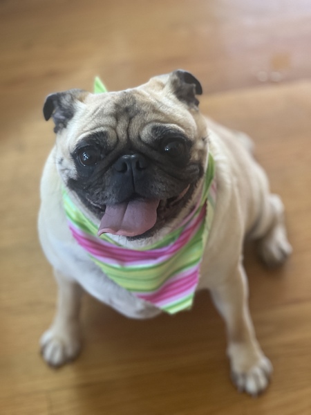 Alfie