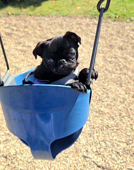 Puglet 