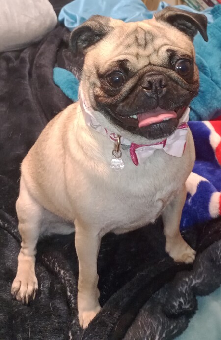 Lily