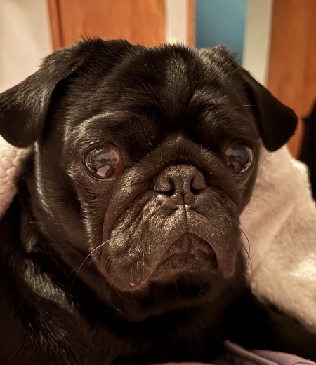 Simon