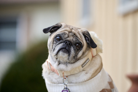 Princess Petunia